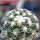 DISCOCACTUS petr-halfari MH 725, SEEDLING