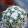 DISCOCACTUS petr-halfari MH 725, SEEDLING