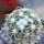DISCOCACTUS petr-halfari MH 725, SEEDLING