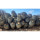COPIAPOA  x C. cinerea var. tenebrosa GCG 15043, selection, copyright Gerardo Snicer