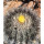 COPIAPOA  x C. scopulina GCG 15036, copyright Gerardo Snicer