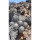 COPIAPOA  x C. scopulina GCG 15036, copyright Gerardo Snicer
