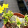 PACHYPODIUM brevicaule f. variegate leaf, 14 cm pot, grafted SEEDLING