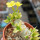 PACHYPODIUM brevicaule f. variegate leaf, 14 cm pot, grafted SEEDLING