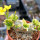 PACHYPODIUM brevicaule f. variegate leaf, 14 cm pot, grafted SEEDLING