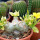 PACHYPODIUM brevicaule f. variegate leaf, 14 cm pot, grafted SEEDLING