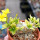 PACHYPODIUM brevicaule f. variegate leaf, 14 cm pot, grafted SEEDLING