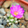 MAMMILLARIA bertholdii GCG 10006, 5 cm pot, SEEDLING