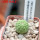 TRICHOCAULON dintheri (marlothii), 6 cm pot , SEEDLING