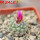 STROMBOCACTUS esperanzae var. nova long spines, SN 2014.0201, 5 cm pot, flowering SEEDLING