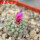 STROMBOCACTUS esperanzae var. nova long spines, SN 2014.0201, 5 cm pot, flowering SEEDLING