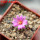 STROMBOCACTUS esperanzae var. nova long spines, SN 2014.0201, 5 cm pot, flowering SEEDLING