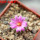 STROMBOCACTUS esperanzae var. nova long spines, SN 2014.0201, 5 cm pot, flowering SEEDLING
