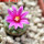 STROMBOCACTUS esperanzae var. nova long spines, SN 2014.0201, 5 cm pot, flowering SEEDLING