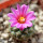 STROMBOCACTUS esperanzae var. nova long spines, SN 2014.0201, 5 cm pot, flowering SEEDLING