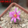 STROMBOCACTUS esperanzae var. nova long spines, SN 2014.0201, 5 cm pot, flowering SEEDLING