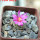 STROMBOCACTUS esperanzae var. nova long spines, SN 2014.0201, 5 cm pot, flowering SEEDLING