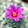 STROMBOCACTUS esperanzae var. nova long spines, SN 2014.0201, 5 cm pot, flowering SEEDLING