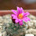 STROMBOCACTUS esperanzae var. nova long spines, SN 2014.0201, 5 cm pot, flowering SEEDLING