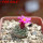 STROMBOCACTUS esperanzae var. nova long spines, SN 2014.0201, 5 cm pot, flowering SEEDLING