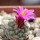 STROMBOCACTUS esperanzae var. nova long spines, SN 2014.0201, 5 cm pot, flowering SEEDLING