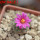 STROMBOCACTUS esperanzae var. nova long spines, SN 2014.0201, 5 cm pot, flowering SEEDLING