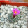 STROMBOCACTUS esperanzae var. nova long spines, SN 2014.0201, 5 cm pot, flowering SEEDLING