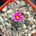 STROMBOCACTUS esperanzae var. nova long spines, SN 2014.0201, 5 cm pot, flowering SEEDLING