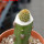 BRACHYCEREUS nesioticus clone P4, 14 cm pot, grafted offset