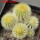 UEBELMANNIA pectinifera var. eriocactoides RNK 99,  6,5 cm pot, 5 pcs., SEEDLINGS