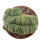 LOPHOPHORA alberto-vojtechii f. cristata, illustrative photo