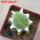 LOPHOPHORA alberto-vojtechii f. cristata, 6 cm pot, grafted
