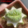 LOPHOPHORA alberto-vojtechii f. cristata, 6 cm pot, grafted