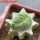 LOPHOPHORA alberto-vojtechii f. cristata, 6 cm pot, grafted