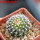 UEBELMANNIA meninensis f. rubra RNK 22/2023, 5 cm pot, SEEDLING