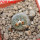BLOSSFELDIA spec., 5 cm pot, SEEDLING