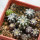 DISCOCACTUS horstii, 5 cm pot, 10 pcs., SEEDLINGS