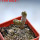 PSEUDOLITHOS dodsonianus, 5 cm pot, SEEDLING