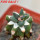 ARIOCARPUS furfuraceus cv. Zonge Batan, 6 cm pot, grafted offset