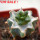 ARIOCARPUS furfuraceus cv. Zonge Batan, 6 cm pot, grafted offset