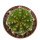 AZTEKIUM ritteri f. intercostatum, illustrative photo