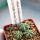 AZTEKIUM ritteri f. intercostatum GCG 10888, Puente Ciprian, 5 cm pot, 3 pcs. SEEDLINGS