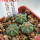 AZTEKIUM ritteri f. intercostatum GCG 10888, Puente Ciprian, 5 cm pot, 3 pcs. SEEDLINGS