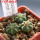 AZTEKIUM ritteri f. intercostatum GCG 10888, Puente Ciprian, 5 cm pot, 3 pcs. SEEDLINGS