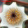 UEBELMANNIA pectinifera var. inhaiensis n.n. RNK 11 f. Aurea, Boa Vista, Inhaí