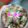 AZTEKIUM valdezii GCG 10893, clone D, own roots, 5,5 cm pot, rooted offset