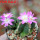 AZTEKIUM valdezii GCG 10893, clone D, own roots, 5,5 cm pot, rooted offset