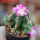 AZTEKIUM valdezii GCG 10893, clone D, own roots, 5,5 cm pot, rooted offset