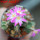 AZTEKIUM valdezii GCG 10893, clone D, own roots, 5,5 cm pot, rooted offset