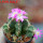 AZTEKIUM valdezii GCG 10893, clone D, own roots, 5,5 cm pot, rooted offset